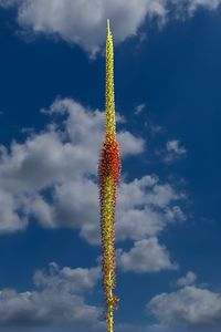 Yucca flowering against a partly sunny terlingua, texas sky