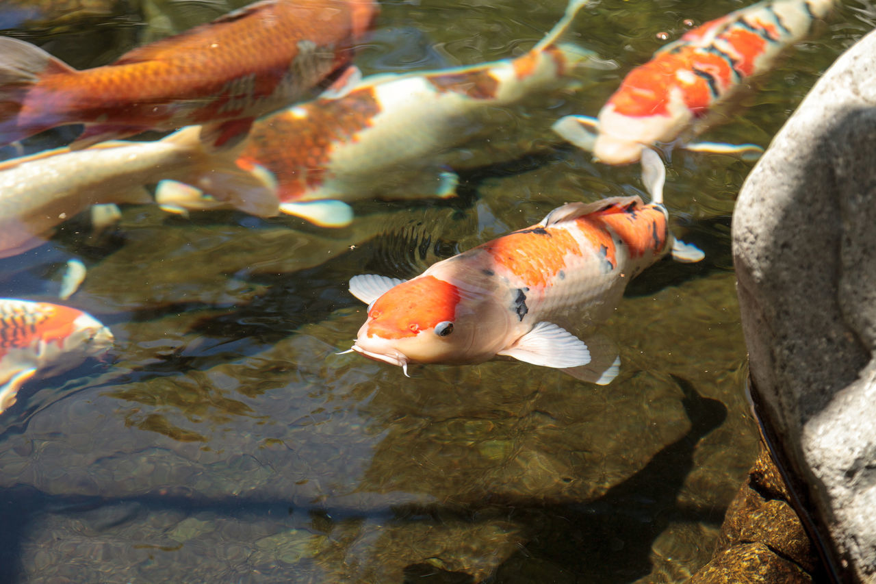 CLOSE-UP OF FISH SWIMMING