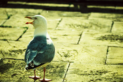 Side view of a bird