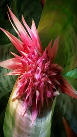 Close-up of flower against blurred background