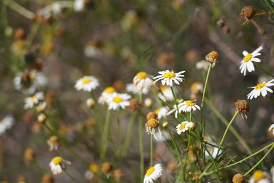 Close-up of white flowering plant on field