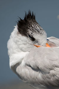 Royal tern portrait, thalasseus maximus, venice beach, florida