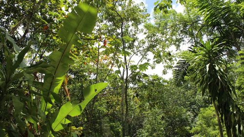 Low angle view of trees in forest