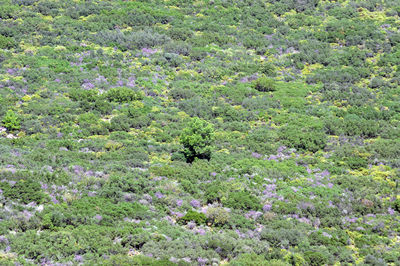 High angle view of purple flowering plants on land