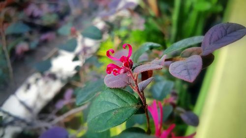 Close-up of pink flower