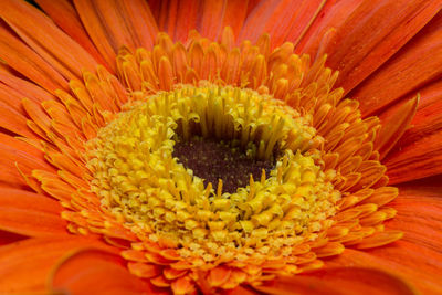 Full frame shot of orange flower