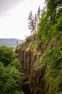 Scenic view of forest against clear sky