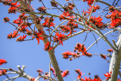 Low angle view of red flowering plant against sky