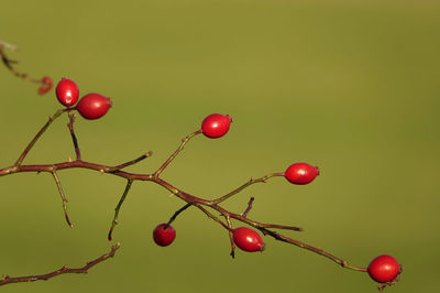 Red rose hip on twig and green background