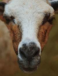 Close-up portrait of goat