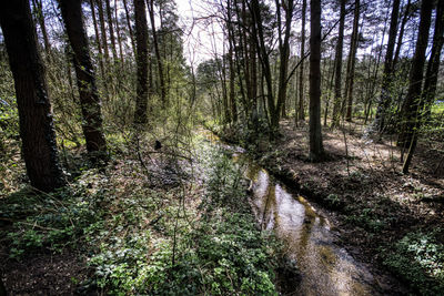 Scenic view of stream amidst trees in forest