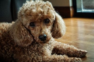 Close-up portrait of dog relaxing on floor at home