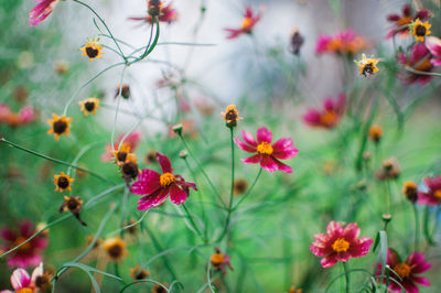 Close-up of pink flowers