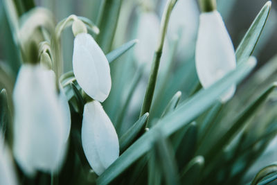 Close-up of white flowering plant