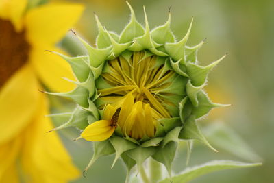 Close-up of sunflower bud growing outdoors