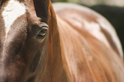 Horse close up of eye 