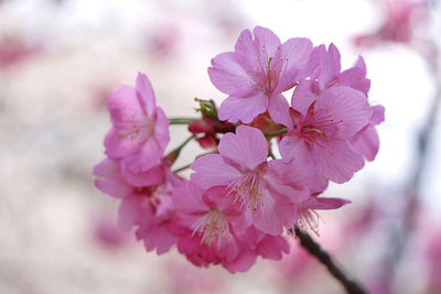 Pink flowers blooming on tree