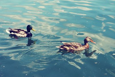 High angle view of ducks swimming in lake