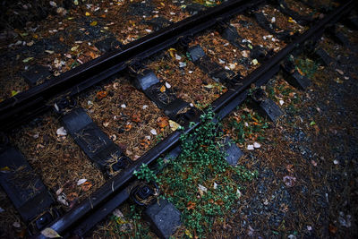 High angle view of autumn leaves on railroad track