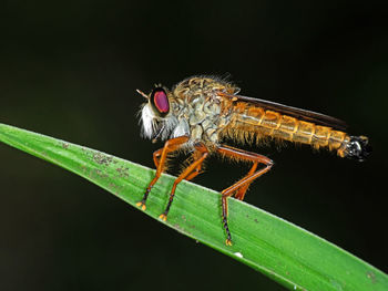 Close-up of insect on leaf