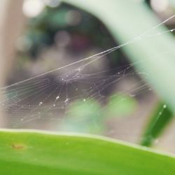 Close-up of spider web