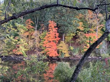 View of autumnal trees in forest