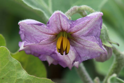 Macro photo of common eggplant flower blossoms