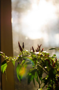 Close-up of plants growing outdoors