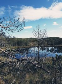 Bare tree by lake against sky