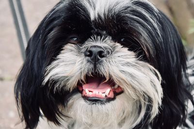Close-up portrait of a dog
