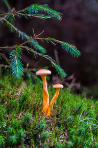 Close-up of mushroom growing on field