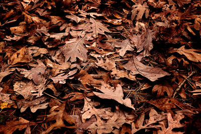 Leaves on ground