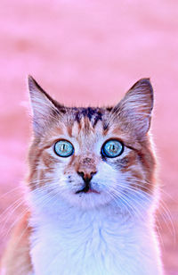 Cute cat with amazing blue eyes