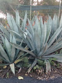 High angle view of succulent plant on field