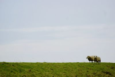 Sheep on field against sky
