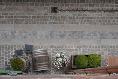 Low angle view of potted plants on wall