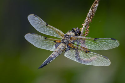 Close-up of dragonfly