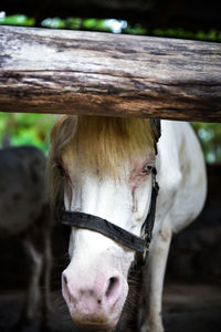 Close-up of horse in ranch