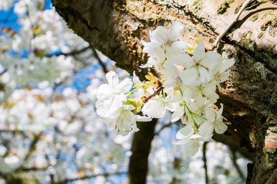 Close-up of white apple blossoms in spring