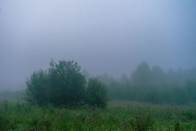Foggy summer morning in the meadow. beautiful foggy landscape.