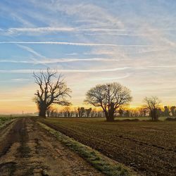 Bare trees on field against sky during sunset