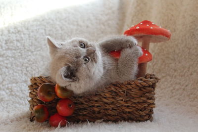 Close-up of pig in basket