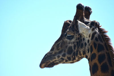 Close-up of giraffe against clear sky