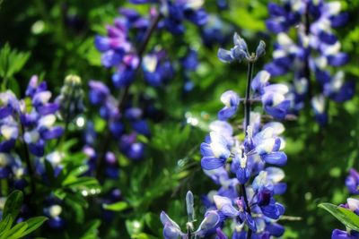 Close-up of purple flowers blooming outdoors