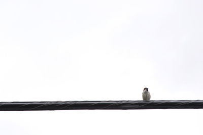 Low angle view of bird perching against clear sky