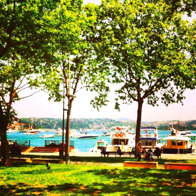 tree, nautical vessel, transportation, mode of transport, boat, moored, water, tree trunk, grass, green color, growth, harbor, park - man made space, branch, sea, day, nature, tranquility, tranquil scene, outdoors, beauty in nature, scenics, journey, tourism