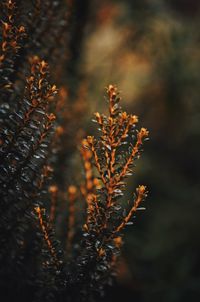 Close-up of autumn leaves on tree