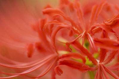 Full frame shot of red flower