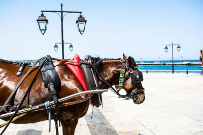 Horse cart against sky