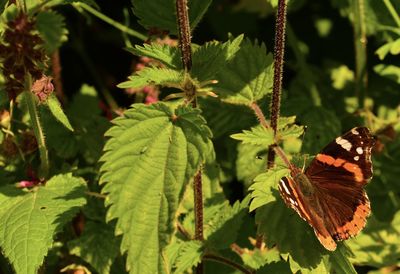 Close-up of butterfly on plant